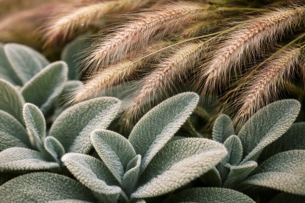 lambs-ear-feathery-ornamental-grasses-macro-landscape